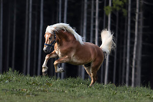 Ausritt mit Pferden im Urlaub im Bayerischen Wald